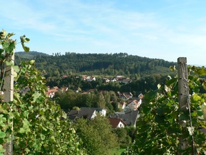 Weinberge