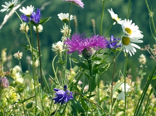 Blumenwiese